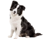 Para Perros Desde 30%